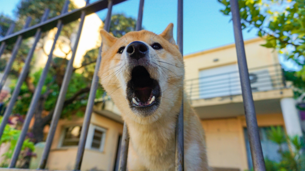 sarasota-dog-bite-lawyer